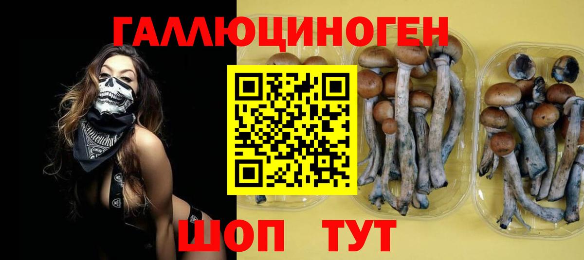Псилоцибиновые грибы Psilocybine cubensis Омск